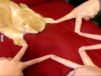 Hase mit Menschenh�nden auf rotem Hintergrund