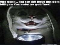 Katzenkrimi: Das billige Futter-Dilemma