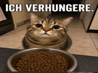 Katzenlogik: Volle Schüssel, leerer Magen!
