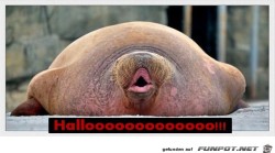 Hallooo.jpg auf www.funpot.net