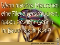 Wenn manche Menschen eine Fliege...