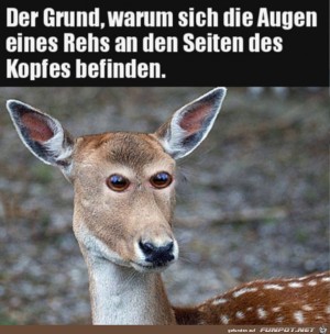 Reh-sieht-komisch-aus.jpg auf www.funpot.net