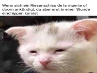 Katzenblick der ultimativen Geduld