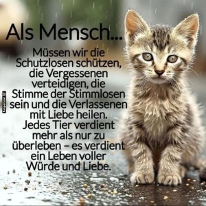 herz-Bild: Katze mit Weisheit: Ein Leitfaden der Menschlichkeit