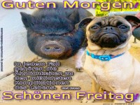Freitagsblick: Schwein trifft auf Mops