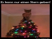 Der wahre Weihnachtsbaum-Star!