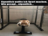 Katzen-Fitness: Pl�ne voller Flausch