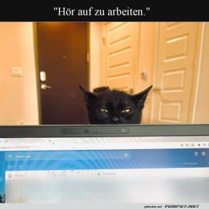 Chefkatze:-Jetzt-ist-Spielzeit!.jpg von Kurt1978