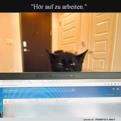 Chefkatze:-Jetzt-ist-Spielzeit!.jpg von Kurt1978