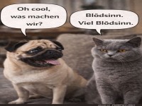 Wenn Hunde und Katzen Pl�ne schmieden