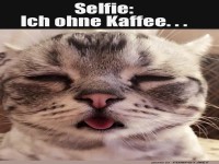 Vorm Kaffee: Die m�de Miezen-Perspektive