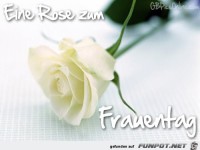 eine Rose zum Weltfrauentag