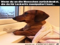 Dackel blickt vertr�umt aus dem Fenster