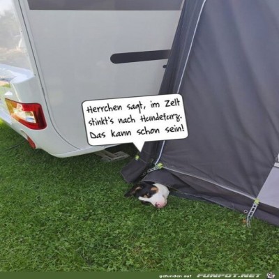 Cleverer-Hund.jpg von Brenda