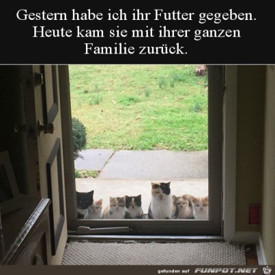 Clevere-Katze.jpg von Rebecca