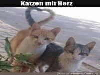 H�sche Katzen