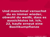 Die Basilikumpflanze