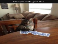Katze mit Spielkarten und Geld