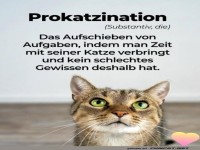 Prokrastinieren mit Katzen-Charme