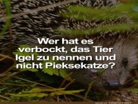 Warum nicht Pieksekatze?