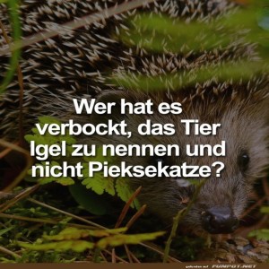 Warum-nicht-Pieksekatze?.jpg von Matilda