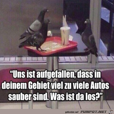 Zu-viele-saubere-Autos.jpg von Pius