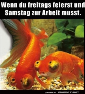 Freitags-gefeiert.jpg auf www.funpot.net