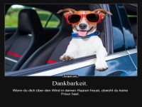 Cooler Hund auf Spritztour