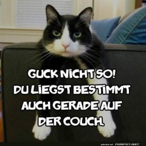 Kater-Karl:-Meister-der-Couchimpferie!.jpg von Brenda22