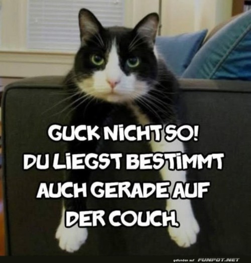 Kater-Karl:-Meister-der-Couchimpferie!.jpg auf www.funpot.net