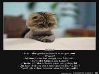 ich wollte schon immer eine Katze....