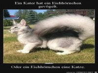 Ein Kater hat ein Eichh�rnchen gev�gelt, oder umgekehrt