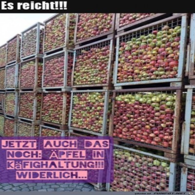 &Auml;pfel-in-K&auml;fighaltung.jpg von Hannah