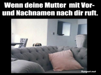 Lustiger Hund schaut vorsichtig hervor