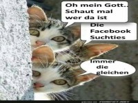 Drei neugierige Katzen kommentieren Social Media