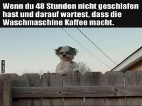 Hundewache: Kaffee aus der Waschmaschine?