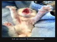 Katerstimmung am Sonntag