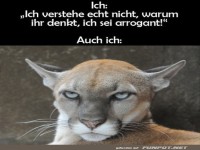 Die Arroganz des stilvollen Pumas!