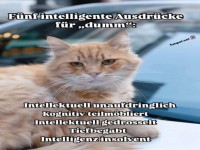 Katzenweisheit: Clever umschreiben!