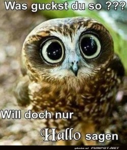 Was-guckst-du-so?.jpg auf www.funpot.net