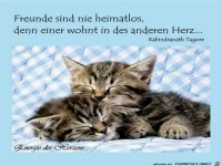 Freunde sind nie heimatlos