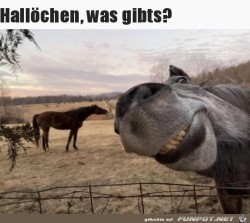 Hallöchen.jpg auf www.funpot.net