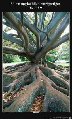Einzigartiger Baum