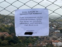 Schaf-Feinkost verboten!