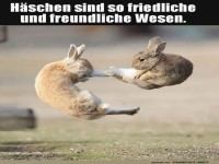 Hasen-Karate: Luftkampf der Kuschelmeister