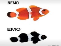 Wenn Nemo zur dunklen Seite wechselt