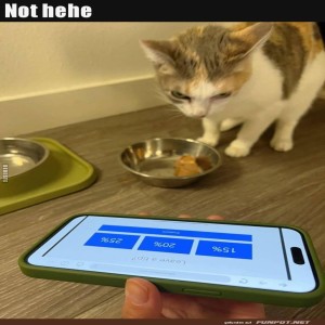 Katze-�berdenkt-ihre-Di�tpl�ne.jpg von Josefin