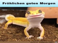 Guten Morgen