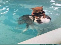 Hunde im Pool