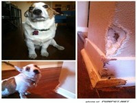 Böser Hund